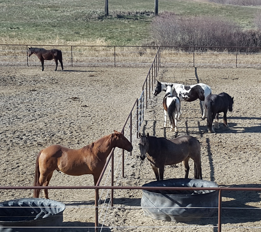 hetra horses