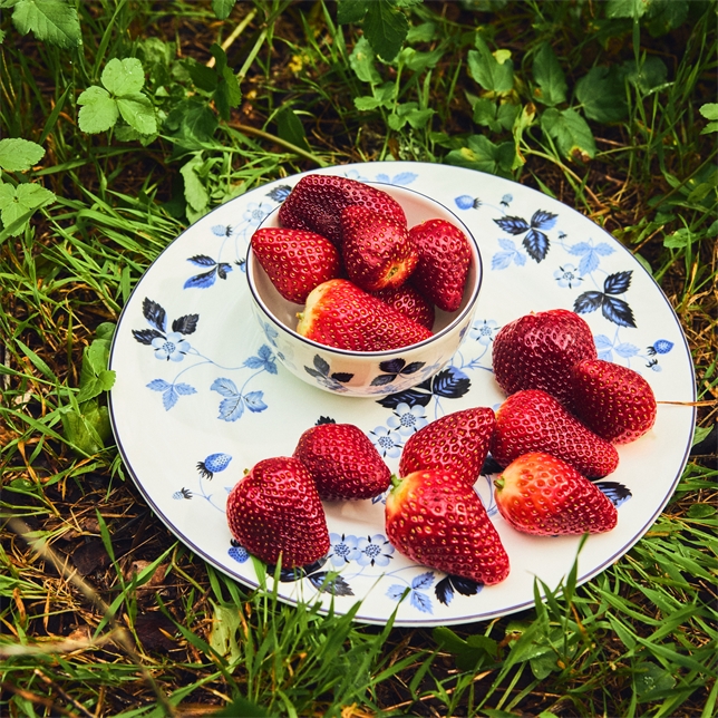 Wedgwood Wild Strawberry Inky Blue Side Plate