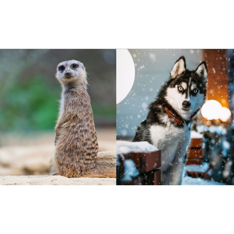 Animals Silently Judging You