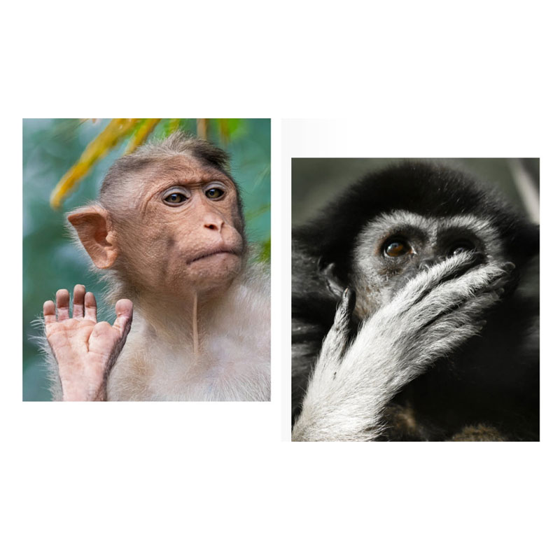 Animals Silently Judging You