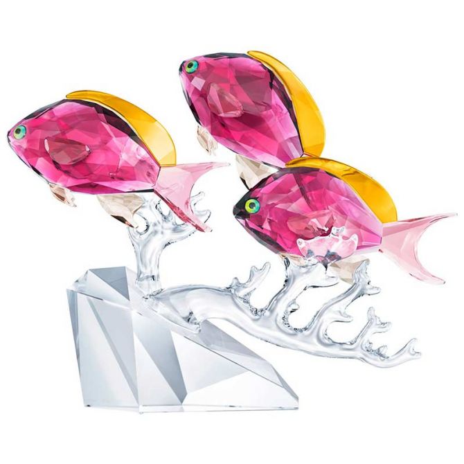 Swarovski Anthias Fish Trio
