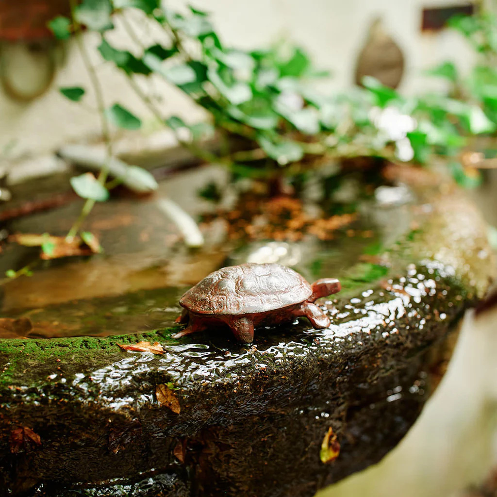 Jan Barboglio Lento Turtle