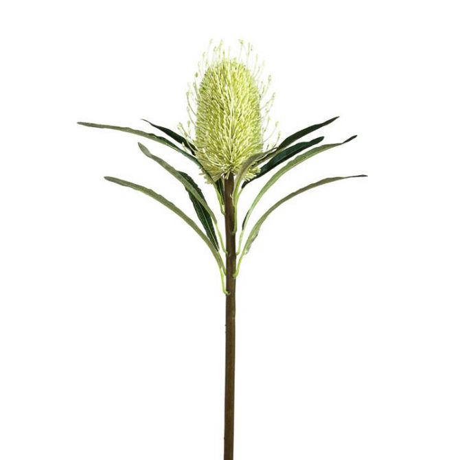 Torre & Tagus Protea Bloom Stem
