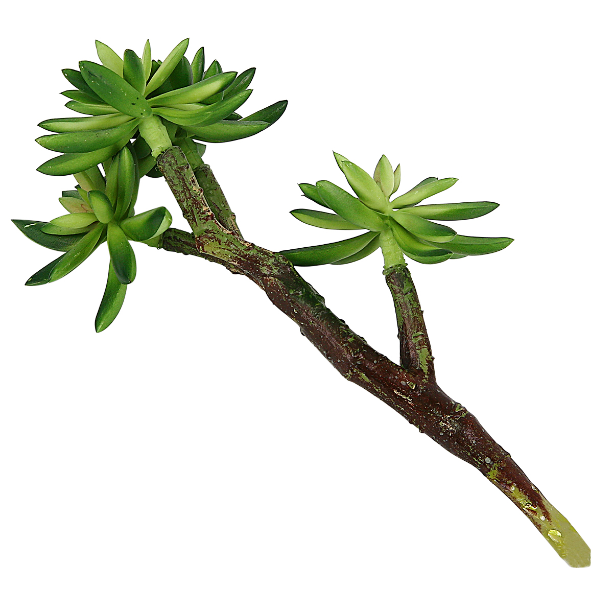 Kalalou Artificial Succulent Stem Borsheims