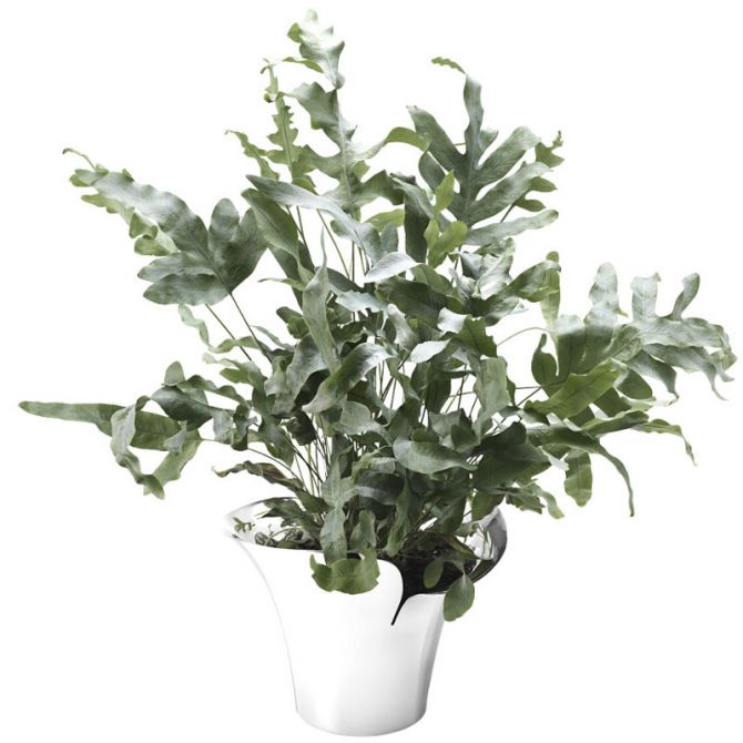 Georg Jensen Bloom Botanica Flower Pot, Medium