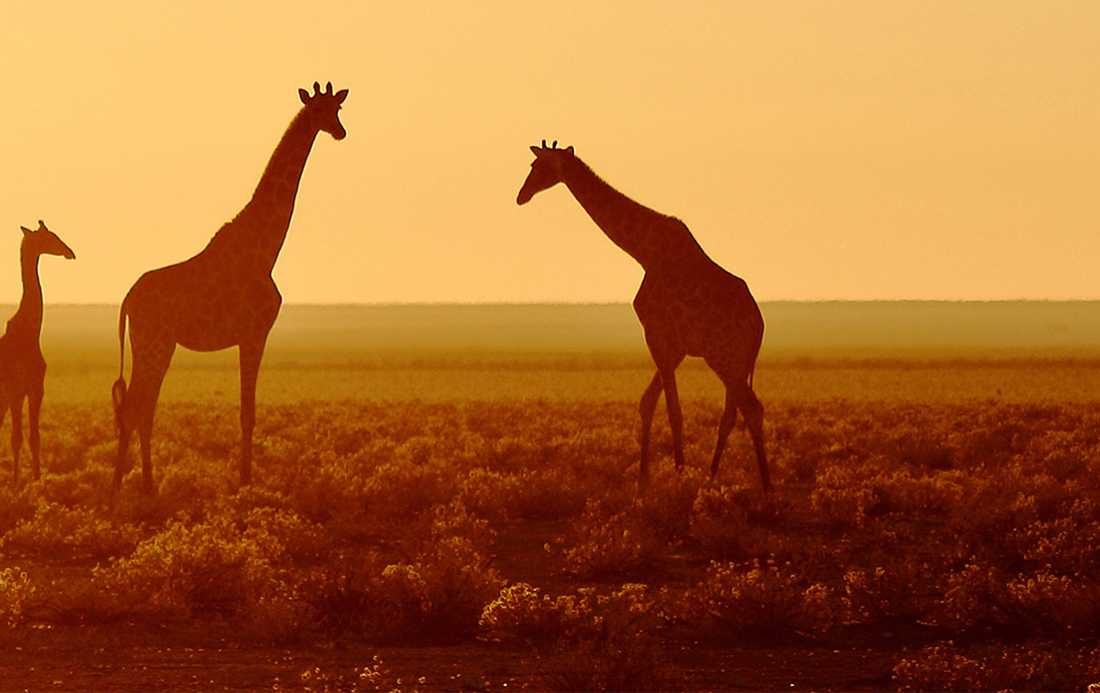Kalahari Dream - What it Means Kalahari Dream - What it Means